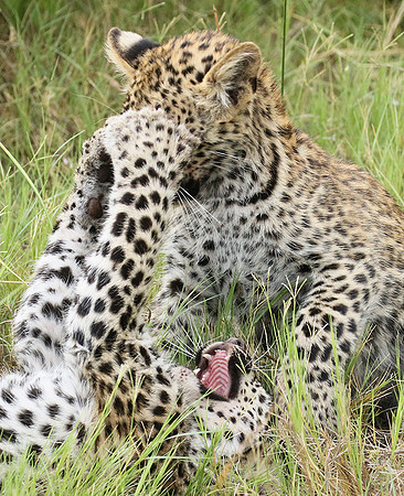 Delta of Okavango
