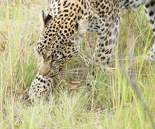 Delta of Okavango