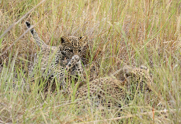Delta of Okavango
