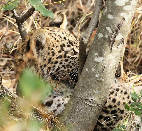 Delta of Okavango