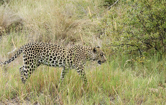 Delta of Okavango