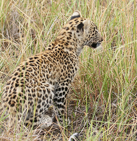 Delta of Okavango