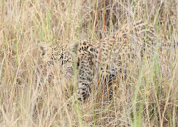 Delta of Okavango