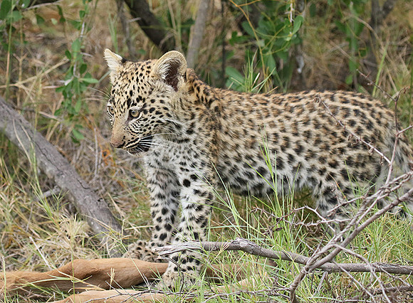 Delta of Okavango