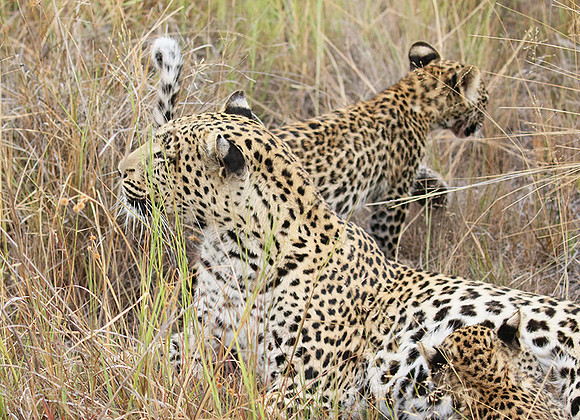 Delta of Okavango