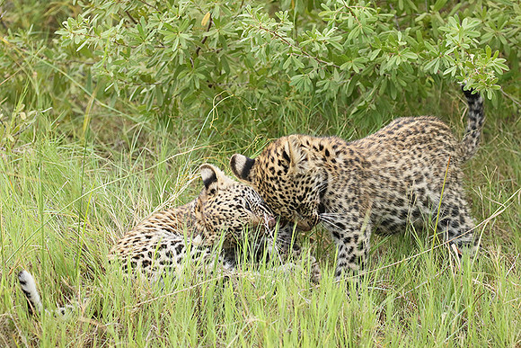 Delta of Okavango
