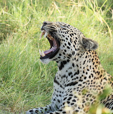 Leopard Moemedi - Delta of Okavango