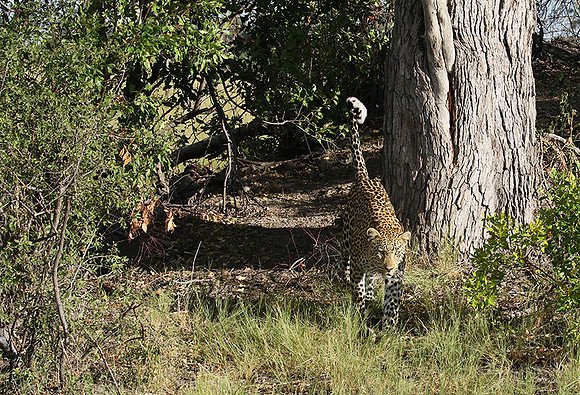 Leopard Moemedi - Delta of Okavango