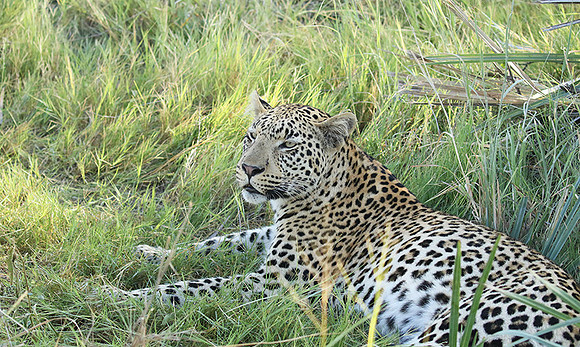 Leopard Moemedi - Delta of Okavango