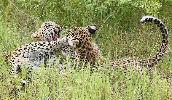 Delta of Okavango