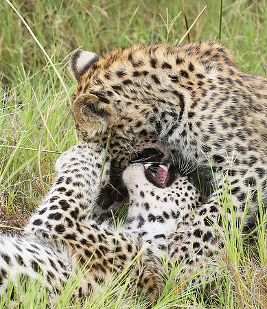 Delta of Okavango