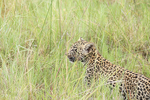 Delta of Okavango