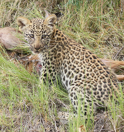 Delta of Okavango