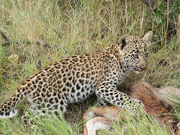 Delta of Okavango