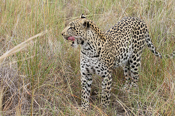Delta of Okavango