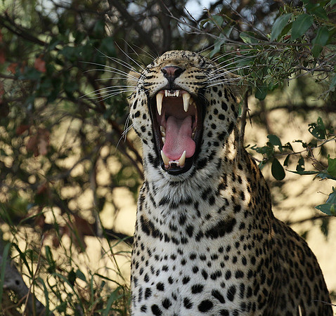 Leopard Moemedi - Delta of Okavango