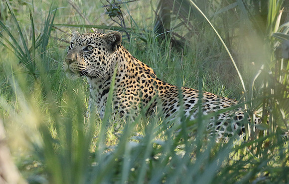 Leopard Moemedi - Delta of Okavango