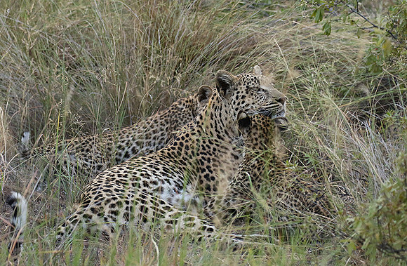 Delta of Okavango