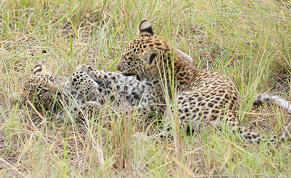 Delta of Okavango