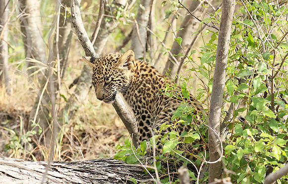 Delta of Okavango