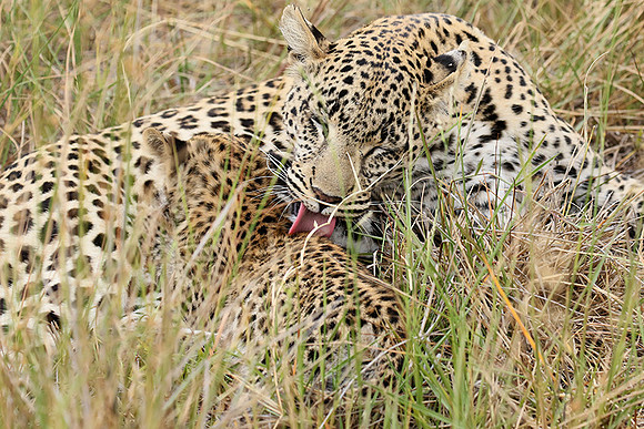 Delta of Okavango