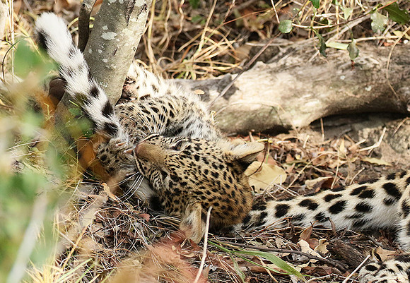 Delta of Okavango