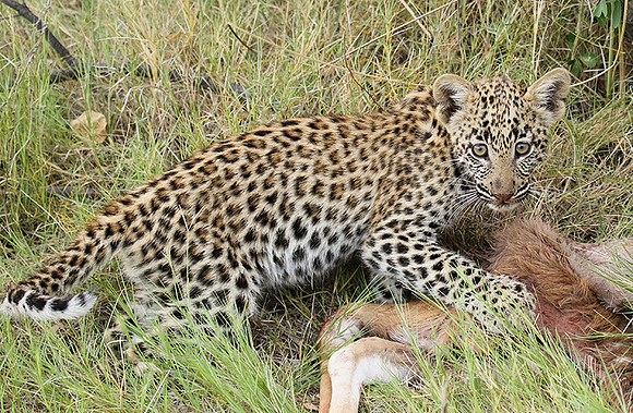 Delta of Okavango