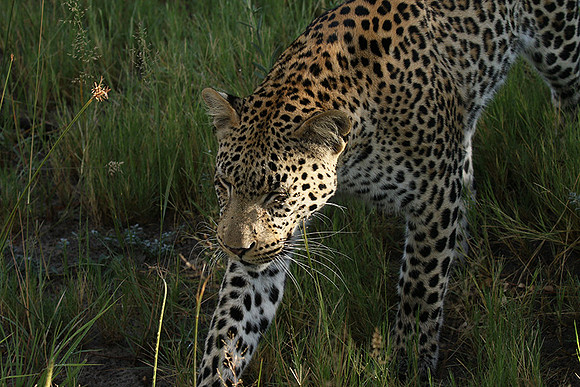 Leopard Moemedi - Delta of Okavango