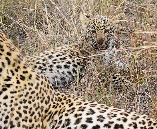 Delta of Okavango