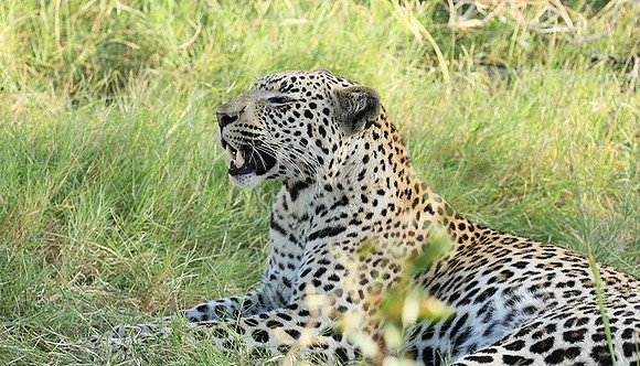 Leopard Moemedi - Delta of Okavango