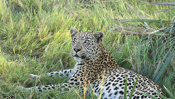 Leopard Moemedi - Delta of Okavango