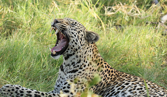 Leopard Moemedi - Delta of Okavango