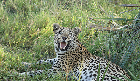 Leopard Moemedi - Delta of Okavango