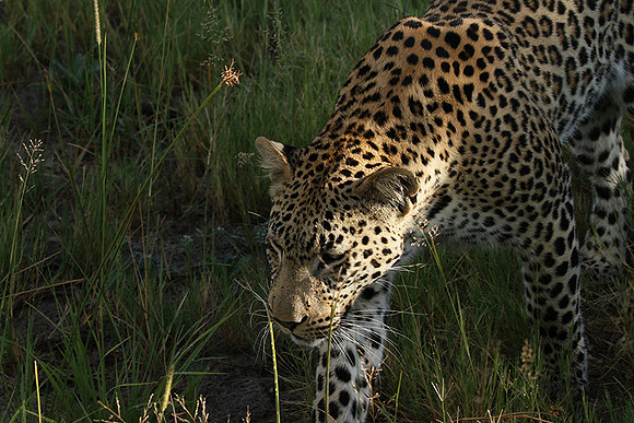 Leopard Moemedi - Delta of Okavango