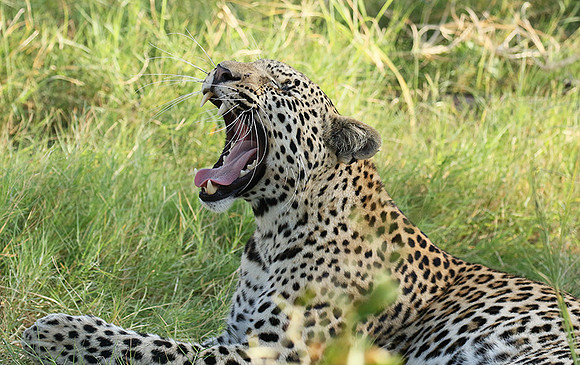 Leopard Moemedi - Delta of Okavango