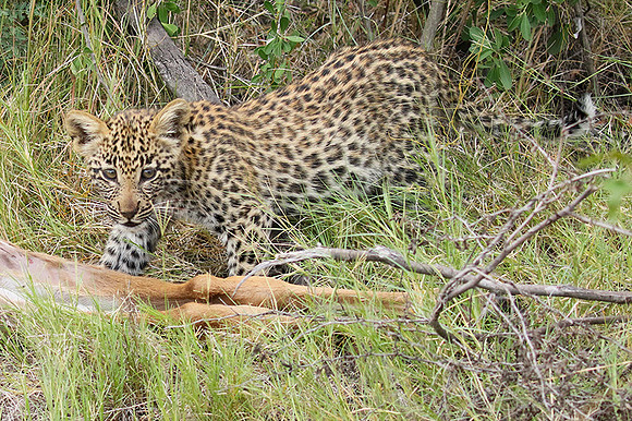 Delta of Okavango