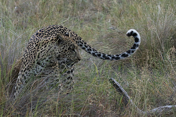 Delta of Okavango