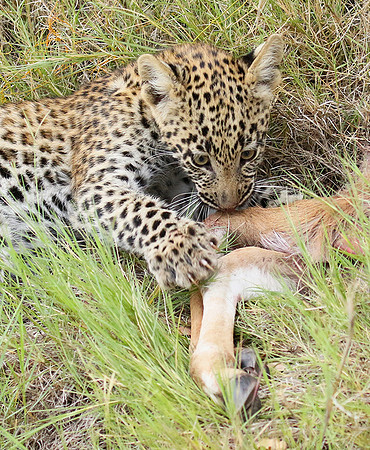 Delta of Okavango