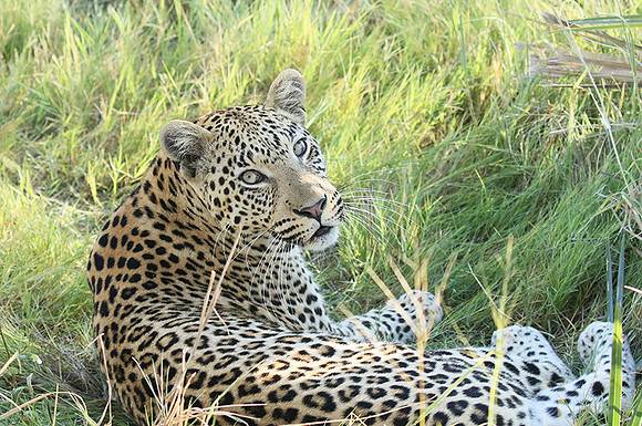 Leopard Moemedi - Delta of Okavango