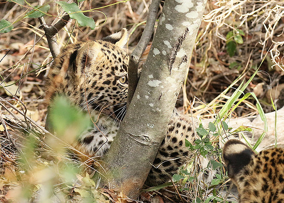 Delta of Okavango
