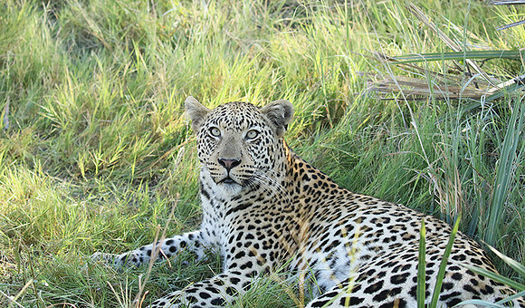 Leopard Moemedi - Delta of Okavango