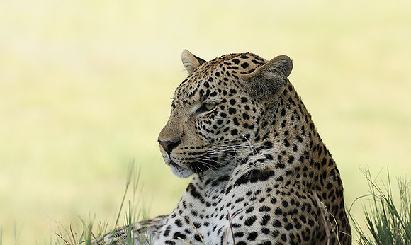 Leopard Moemedi - Delta of Okavango