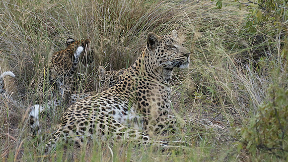Delta of Okavango
