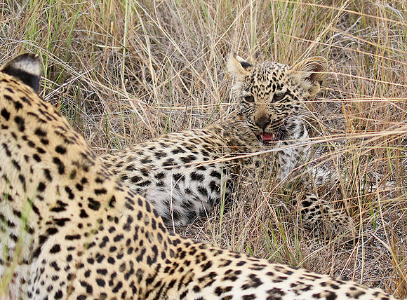 Delta of Okavango