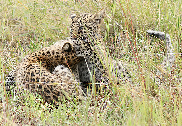 Delta of Okavango