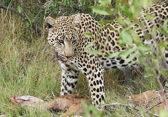 Delta of Okavango