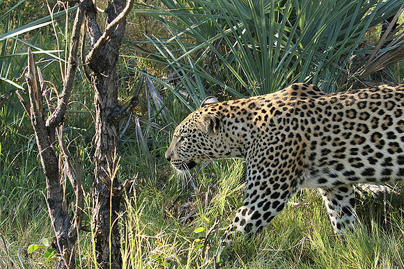 Leopard Moemedi - Delta of Okavango