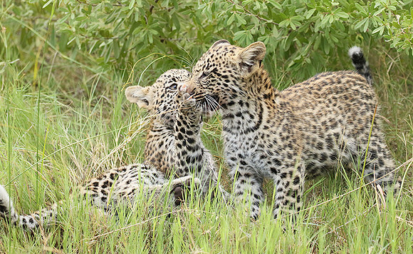Delta of Okavango
