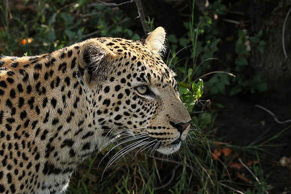 Leopard Moemedi - Delta of Okavango