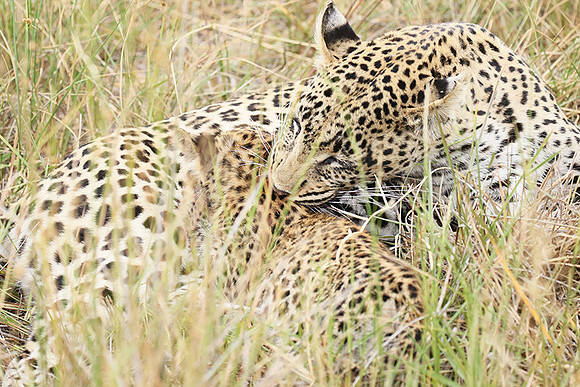 Delta of Okavango